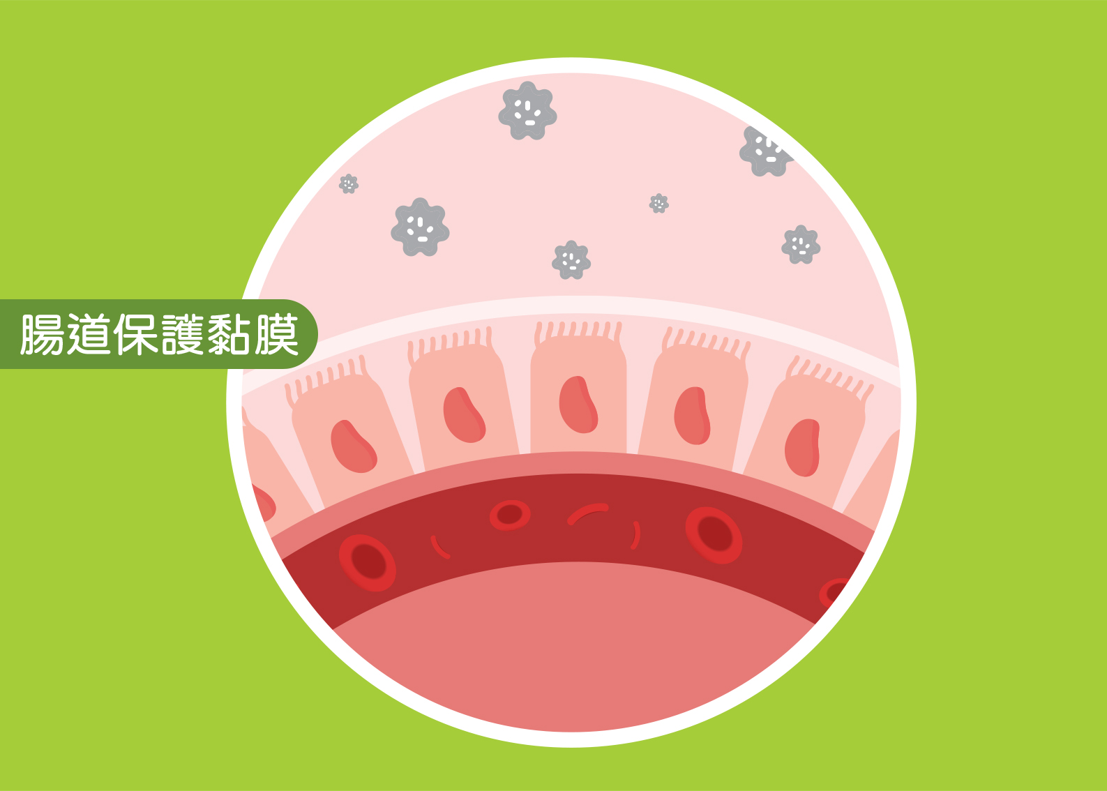 健康的腸道黏膜