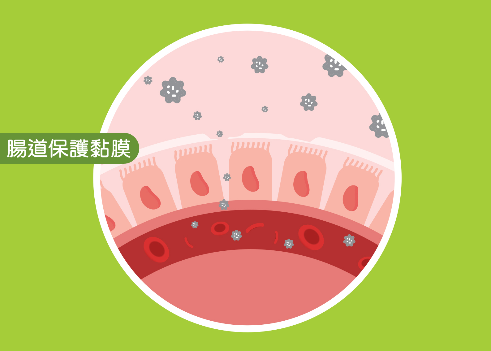 不健康的腸道黏膜